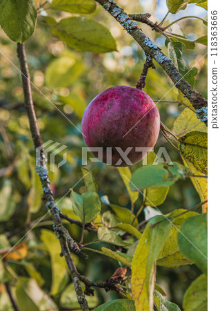 A ripe bright red apple in the garden on a branch A ripe bright red apple in the garden on a branch 118363666