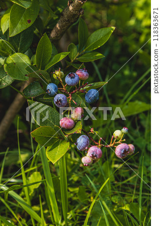Blueberries growing on a bush on a sunny day closeup, blurred background Blueberries growing on a bush on a sunny day closeup, blurred background 118363671