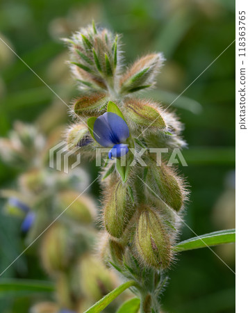 Tanuki beans like raccoons 118363765