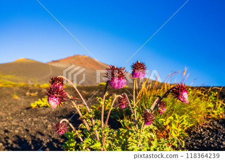 [Shizuoka Prefecture] Mt. Fuji, Fuji thistles on the Gotenguchi trail at dawn 118364239