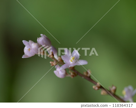 淺紫色粳花 118364317