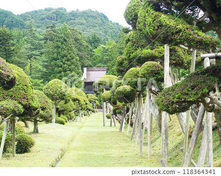 Kinokosugi (Cypress tree) on the approach to Sokoji Temple in Sakata City, Yamagata Prefecture Kinokosugi (Cypress tree) on the approach to Sokoji Temple in Sakata City, Yamagata Prefecture 118364341