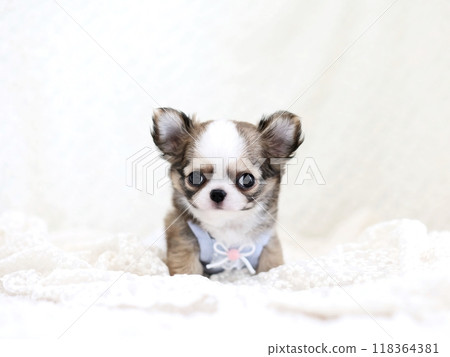吉娃娃小狗2個月大 118364381
