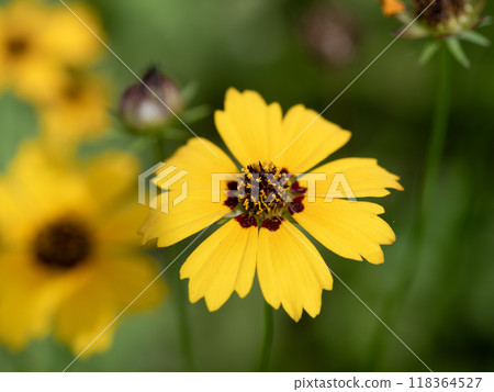 Bright yellow goldenrod 118364527