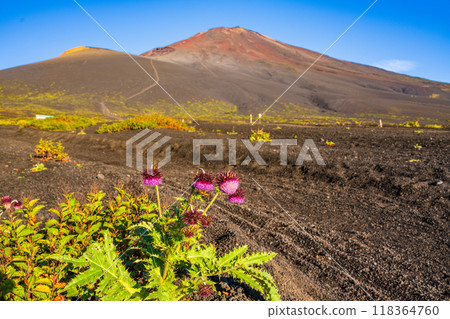 [Shizuoka Prefecture] Mt. Fuji, Fuji thistles on the Gotemba trail in the morning 118364760