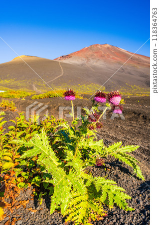 [Shizuoka Prefecture] Mt. Fuji, Fuji thistles on the Gotemba trail in the morning 118364763