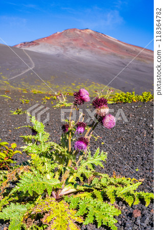 【靜岡縣】早晨富士山御殿場登山路線上的富士薊 【靜岡縣】早晨富士山御殿場登山路線上的富士薊 118364782