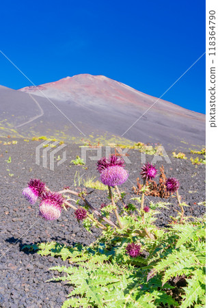[Shizuoka Prefecture] Mt. Fuji, Fuji thistles on the Gotemba trail in the morning 118364790