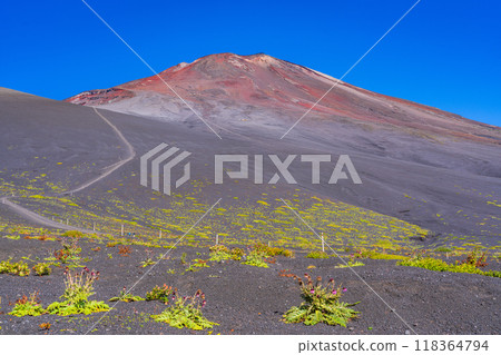 【靜岡縣】早晨富士山御殿場登山路線上的富士薊 118364794