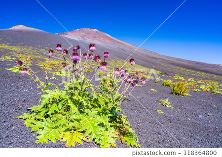 [Shizuoka Prefecture] Mt. Fuji, Fuji thistles on the Gotemba trail in the morning 118364800