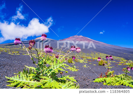 【靜岡縣】早晨富士山御殿場登山路線上的富士薊 118364805