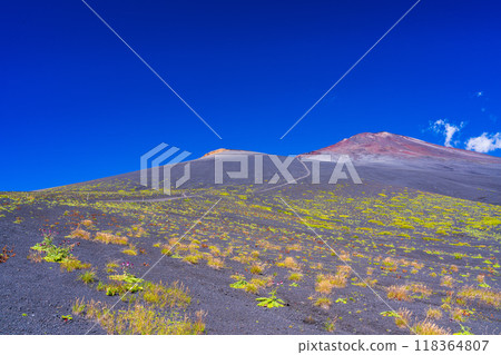 【靜岡縣】早晨富士山御殿場登山路線上的富士薊 118364807
