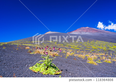 【靜岡縣】早晨富士山御殿場登山路線上的富士薊 【靜岡縣】早晨富士山御殿場登山路線上的富士薊 118364808