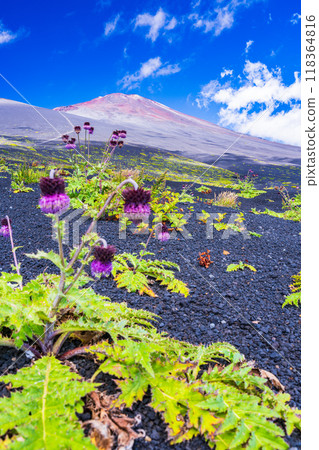 [Shizuoka Prefecture] Mt. Fuji, Fuji thistles on the Gotemba trail in the morning 118364816