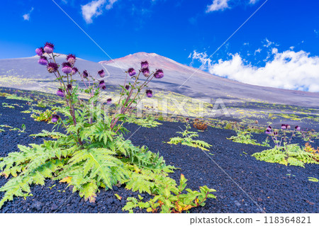 [Shizuoka Prefecture] Mt. Fuji, Fuji thistles on the Gotemba trail in the morning 118364821