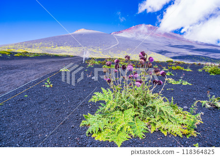 【靜岡縣】早晨富士山御殿場登山路線上的富士薊 【靜岡縣】早晨富士山御殿場登山路線上的富士薊 118364825