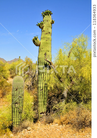 San Tan Mountains Sonora Desert Arizona San Tan Mountains Sonora Desert Arizona 118364933
