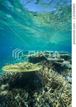 Beautiful coral reefs and tropical fish on Zamami Island in Okinawa 118364960