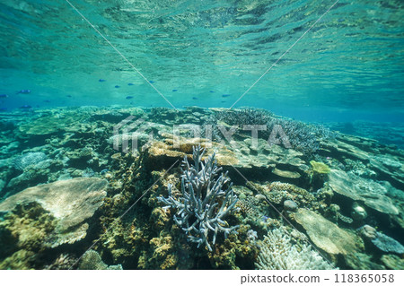 Beautiful coral reefs in the ocean of Zamami Island, Okinawa Beautiful coral reefs in the ocean of Zamami Island, Okinawa 118365058