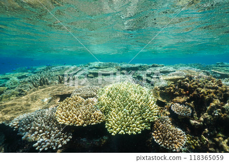 Beautiful coral reefs in the ocean of Zamami Island, Okinawa 118365059