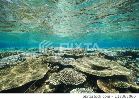 Beautiful coral reefs in the ocean of Zamami Island, Okinawa 118365060