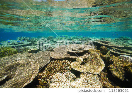 沖繩座間味島美麗的珊瑚礁 118365061