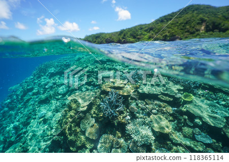 沖繩座間味島美麗的大海和珊瑚礁 118365114