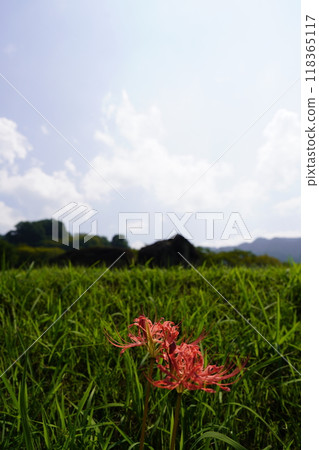 在石階階段不倒翁中綻放的簇狀孤挺花 在石階階段不倒翁中綻放的簇狀孤挺花 118365117