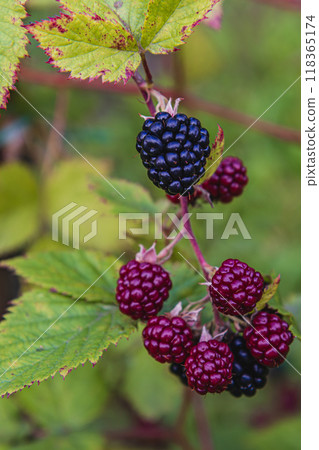 close up of ripening organic blackberry branch in the garden at summer day close up of ripening organic blackberry branch in the garden at summer day 118365174