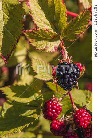 On a background of green leaves, blackberries that are ripe and turning red On a background of green leaves, blackberries that are ripe and turning red 118365188