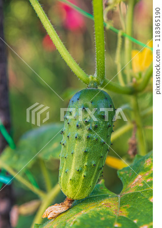 close up One green ripe cucumber on a bush among the leaves 118365190