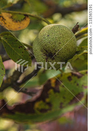 Green walnut fruits with rust spots and diseased leaves on a tree branch 118365191
