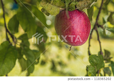 red ripe apple on an apple tree branch 118365202