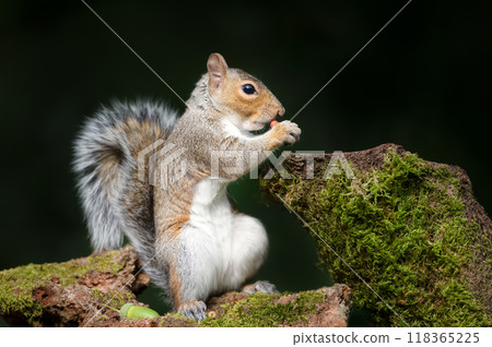 Portrait of a grey squirrel eating nuts on a mossy tree trunk in autumn Portrait of a grey squirrel eating nuts on a mossy tree trunk in autumn 118365225