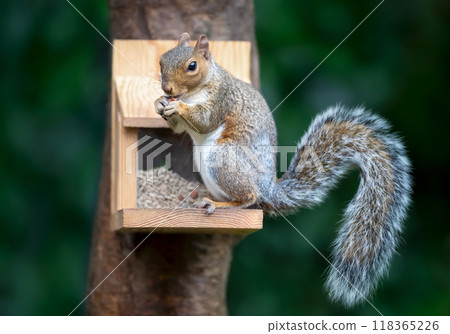 Portrait of a grey squirrel eating nut on a squirrel feeder Portrait of a grey squirrel eating nut on a squirrel feeder 118365226