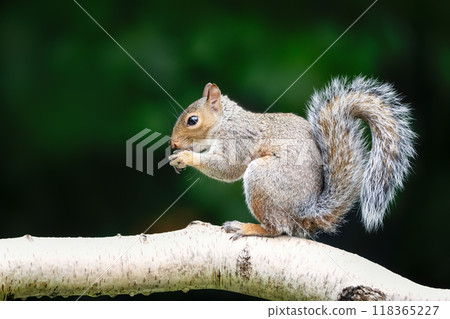 Portrait of a grey squirrel eating on a birch tree branch Portrait of a grey squirrel eating on a birch tree branch 118365227