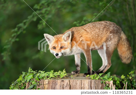 Portrait of a red fox standing on a tree stump in a forest Portrait of a red fox standing on a tree stump in a forest 118365231