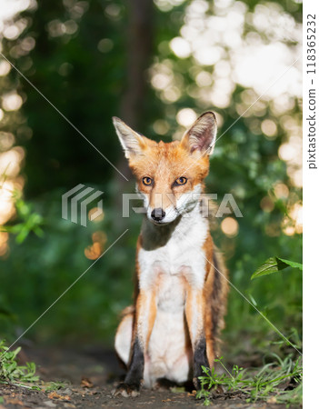 Portrait of a cute red fox cub in a forest Portrait of a cute red fox cub in a forest 118365232