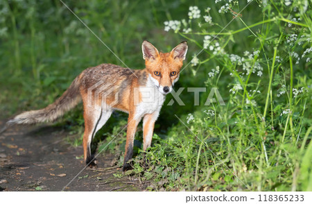 Portrait of a cute red fox cub standing in a forest 118365233