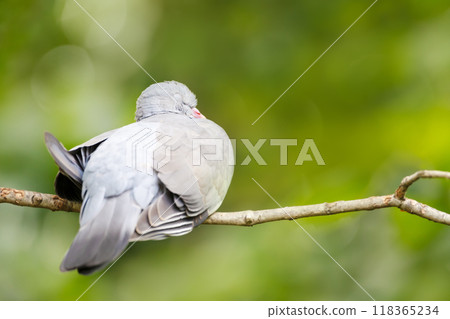 Portrait of a wood pigeon sleeping on a tree branch Portrait of a wood pigeon sleeping on a tree branch 118365234