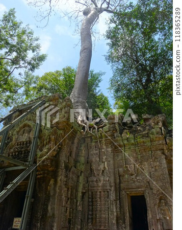 [Cambodia] Giant tree standing on top of Ta Prohm ruins (Siem Reap) 118365289