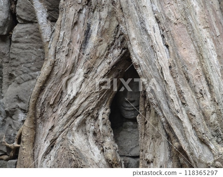 [Cambodia] Ta Prohm ruins: The face of a Devata statue peeking out from between tree trunks (Siem Reap) 118365297