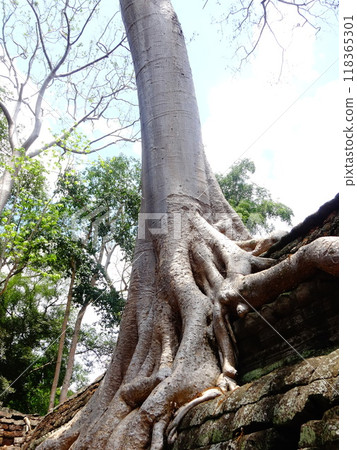 [Cambodia] Giant tree entwined around a building at the Ta Prohm ruins (Siem Reap) 118365301