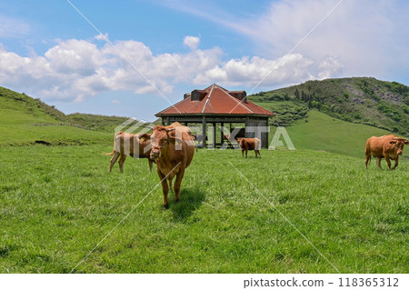 [Kumamoto] The magnificent scenery at the foot of Mount Aso. The drive to the destination was spectacular, and the grazing cows were adorable. 118365312