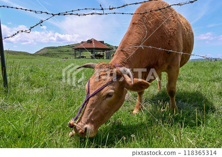 [Kumamoto] The magnificent scenery at the foot of Mount Aso. The drive to the destination was spectacular, and the grazing cows were adorable. 118365314