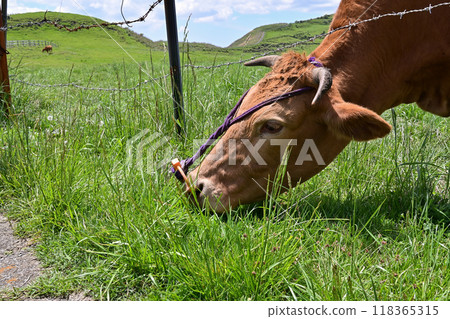 [Kumamoto] The magnificent scenery at the foot of Mount Aso. The drive to the destination was spectacular, and the grazing cows were adorable. 118365315