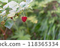 Red berries on a raspberry 118365334