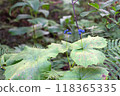 Sunflower that bears blue fruit 118365335