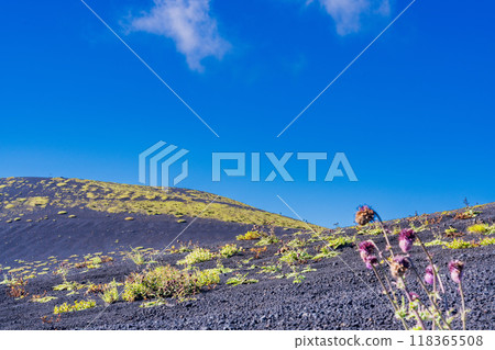 [Shizuoka Prefecture] Mt. Fuji: A distant view of Fuji thistles on the Gotemba trail and climbers climbing Mt. Futago 118365508
