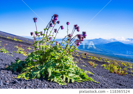 [Shizuoka Prefecture] Fuji thistles on the Gotenguchi trail to Mt. Fuji and Lake Yamanaka below 118365524